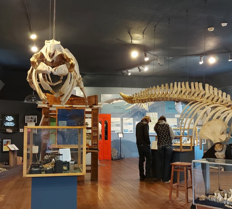 the-whale-museum-photo